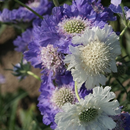 Picture of Scabiosa - Houses Hybrids